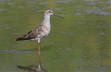 Stilt Sandpiper